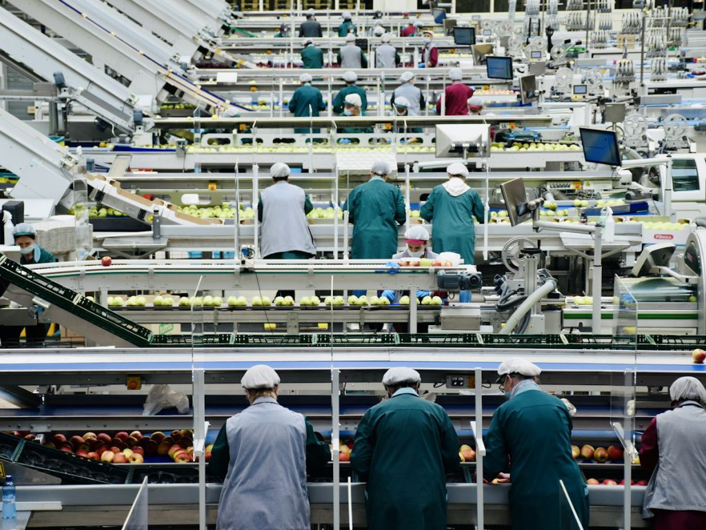 Workers in hairnets and uniforms sorting produce along a food processing line