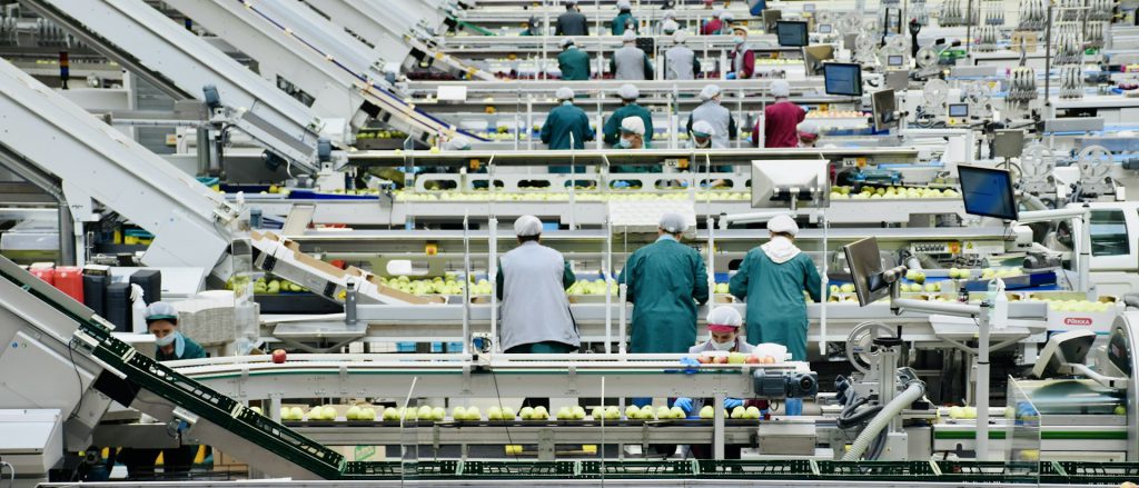 Workers in hairnets and uniforms sorting produce along a food processing line